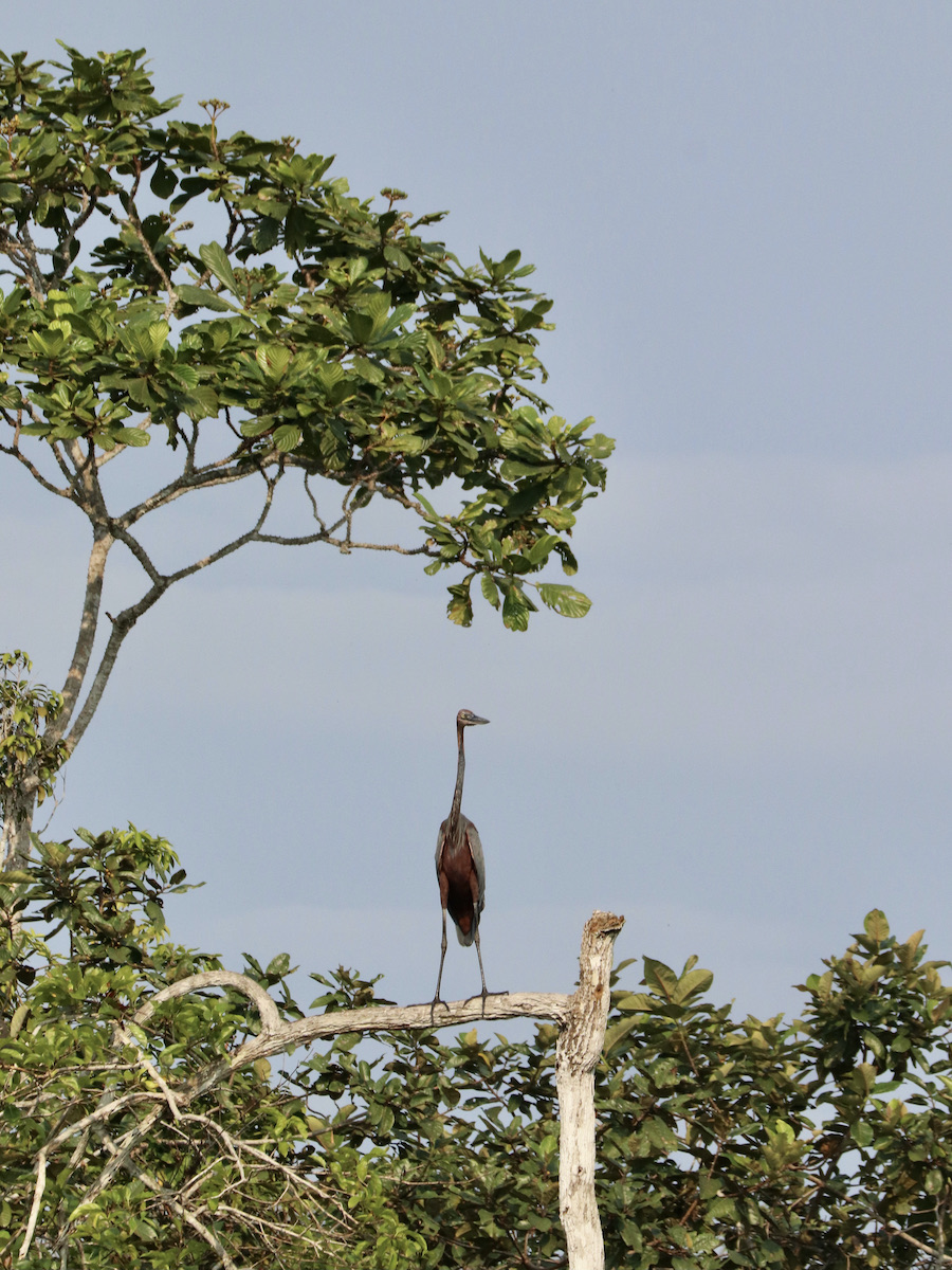 Goliath heron in Loango, Gabon