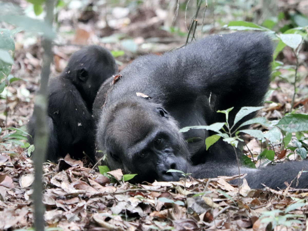 gorilla tracking in Loango National Park Gabon