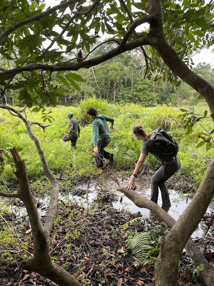 Crossing a swamp on a gorilla tracking expedition in Loango National Park Gabon