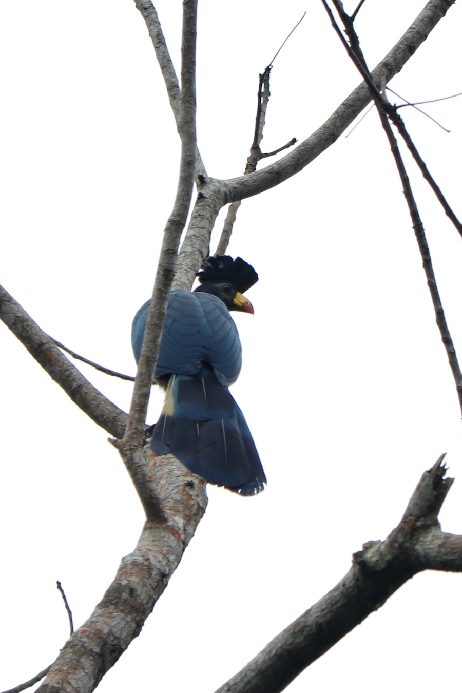 Great blue turaco in a tree, Lope Gabon