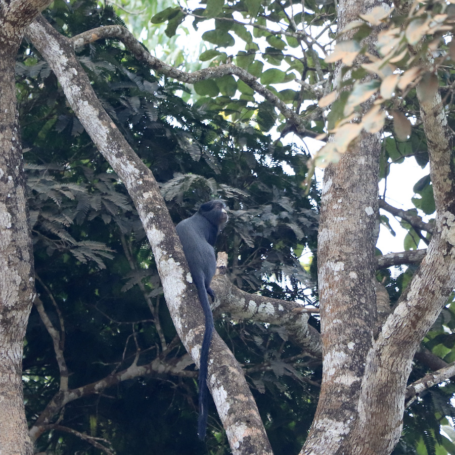 Greater spot-nosed guenon monkey with white nose in Gabon