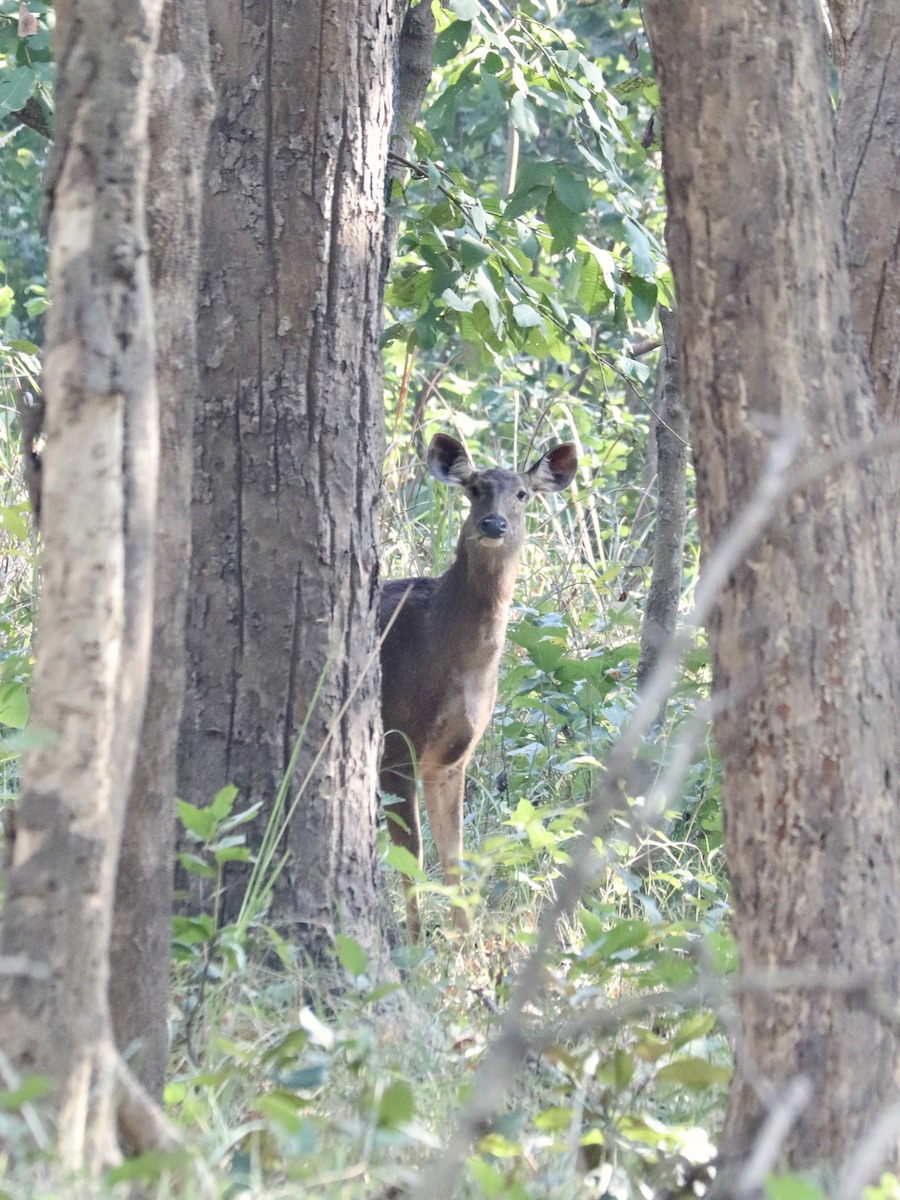 Hog deer, Bardiya national park Nepal