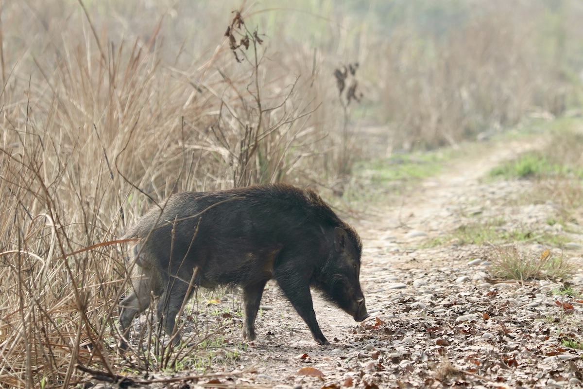 Indian boar in Chitwan Nepal