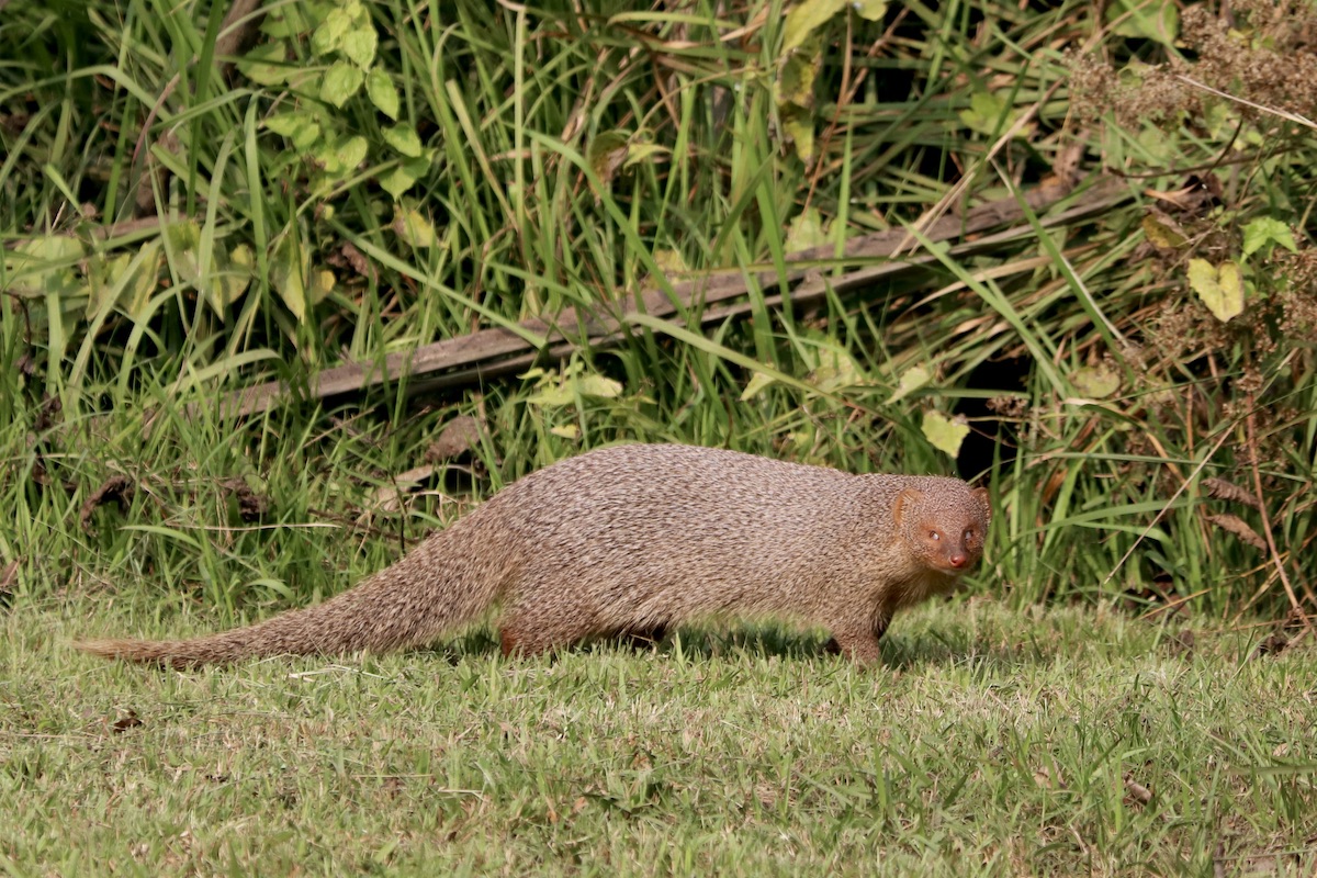 Indian mongoose