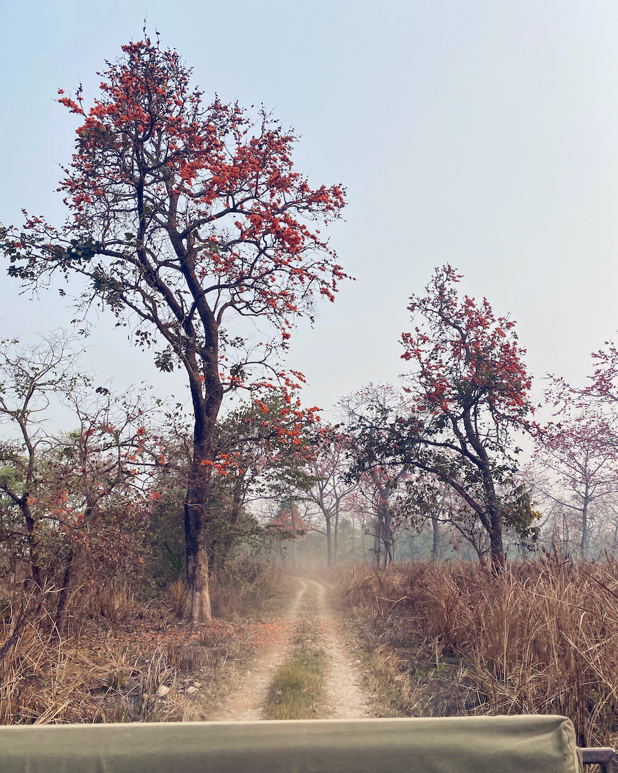 Road in Chitwan National Park Nepal