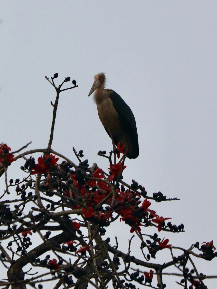 Lesser adjutant stork on top of a flowering tree in Nepal