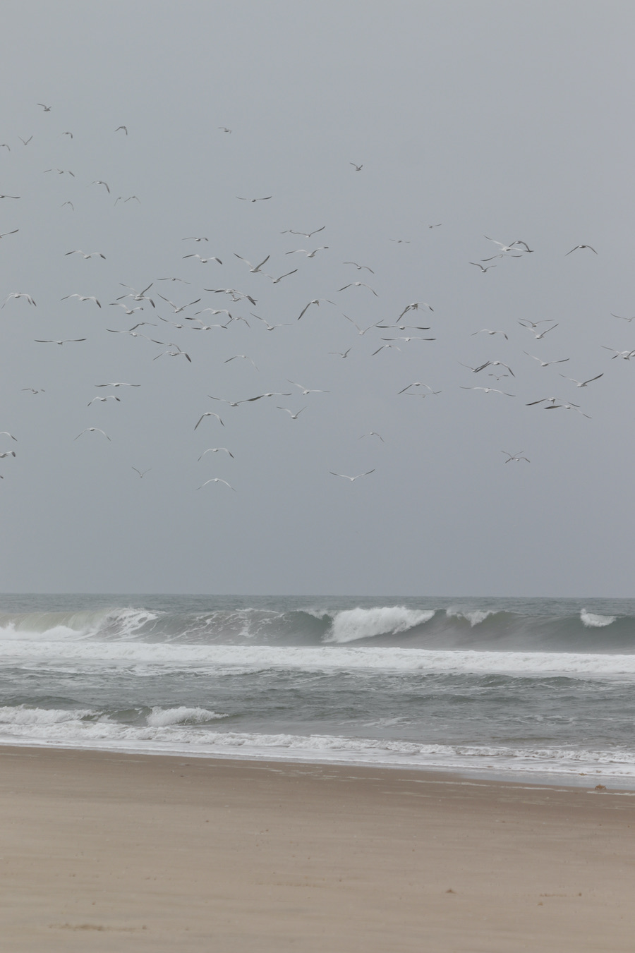 Seabirds on the Atlantic coast in Loango National Park