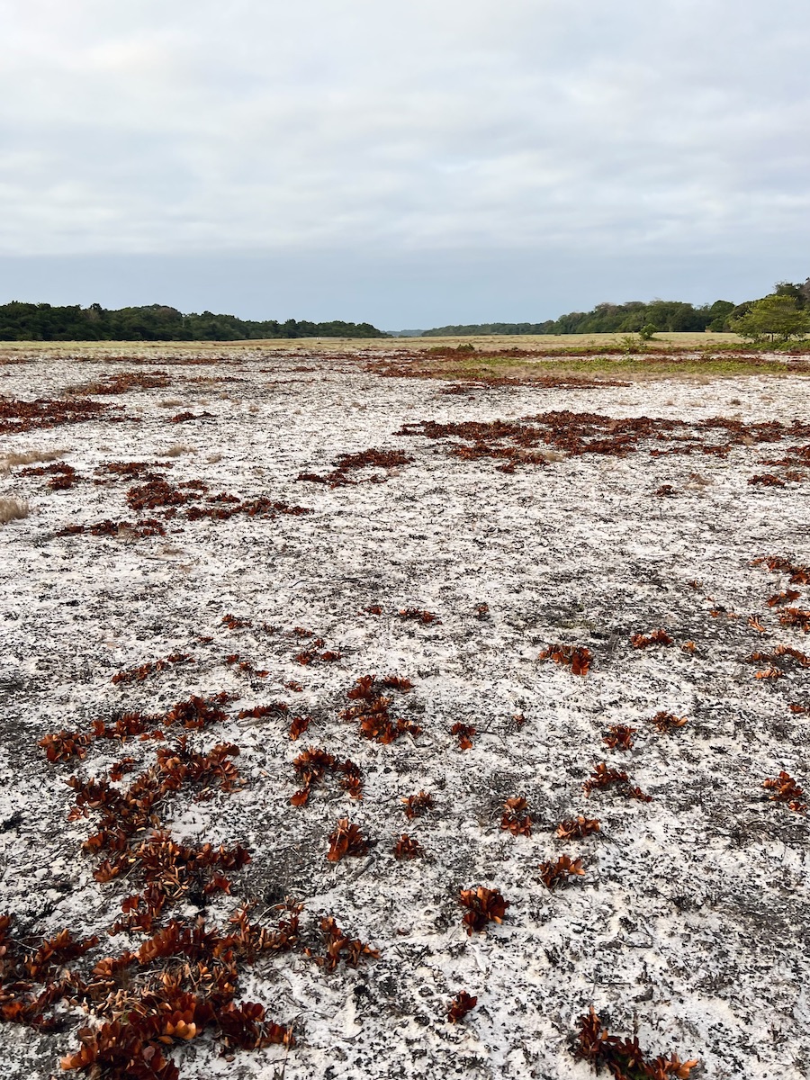 Burnt savannah landscape, Loango National Park Gabon