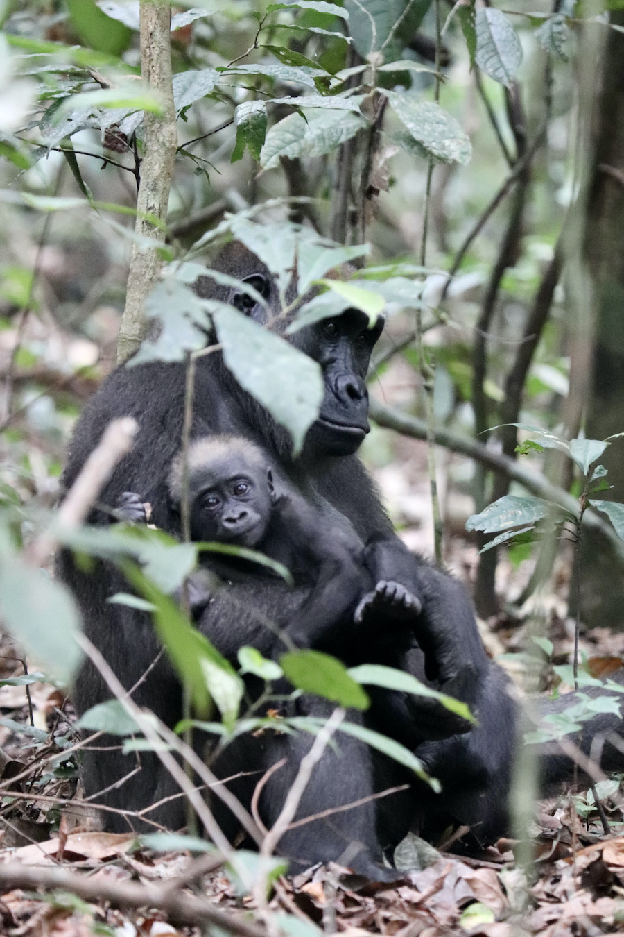Lowland gorilla mother and baby, gorilla tracking in Loango National Park Gabon