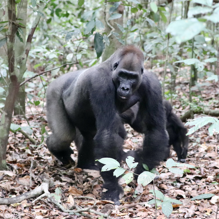 Silverback gorilla, gorilla tracking in Loango National Park Gabon