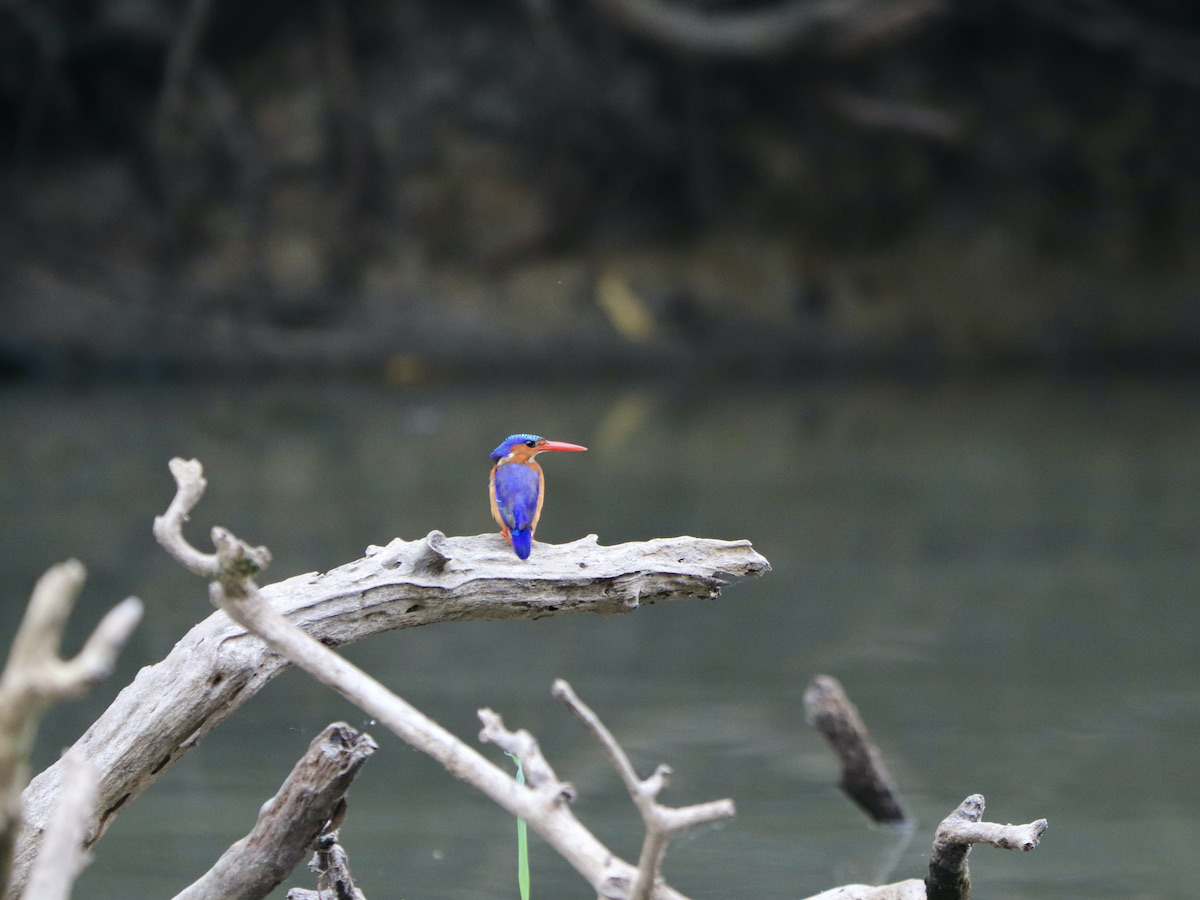 Malachite kingfisher Gabon