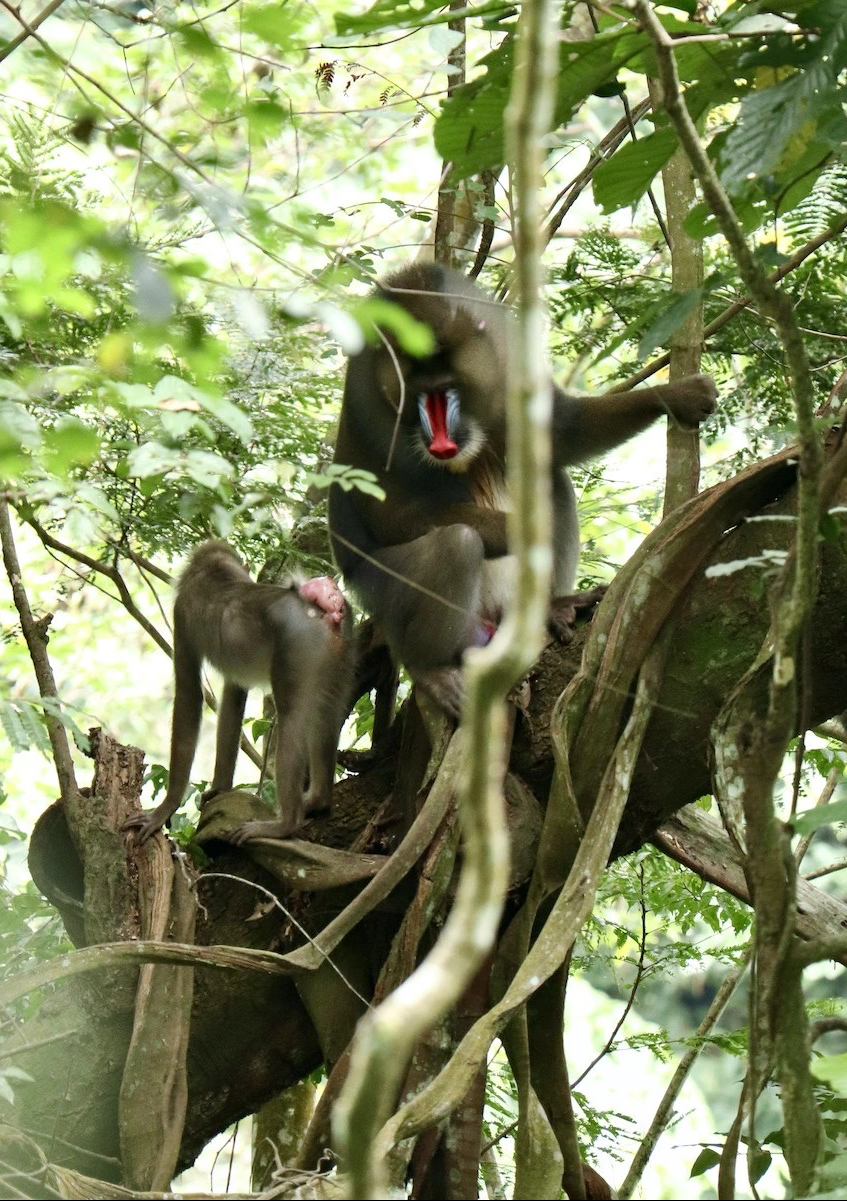 Male and female mandrill during the mating season in Lope National Park Gabon
