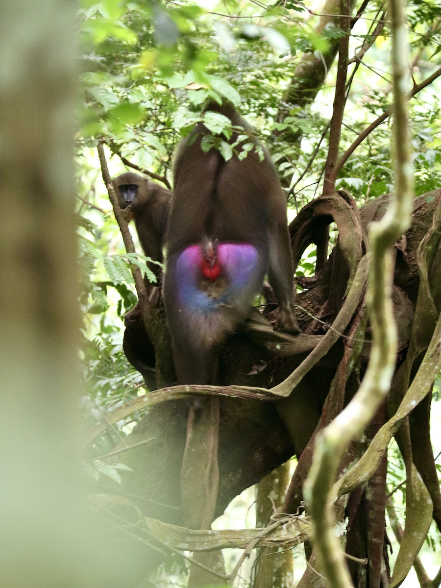 Male and female mandrill during the mating season in Lope National Park Gabon