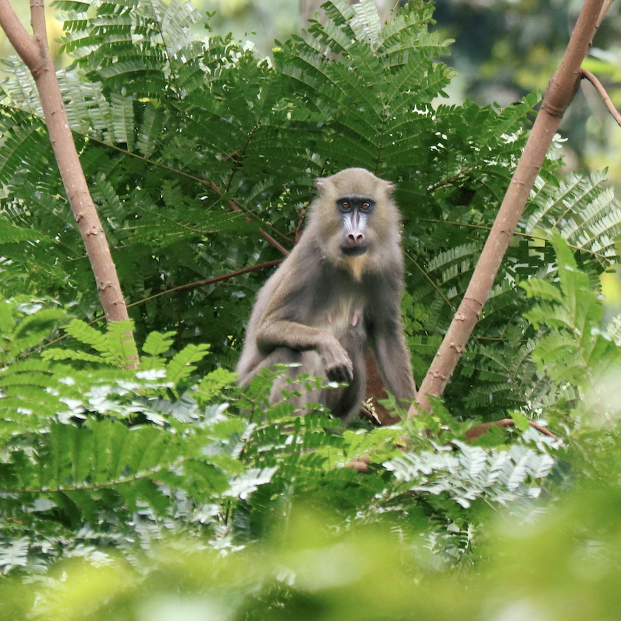 Mandrill tracking Gabon safari trip