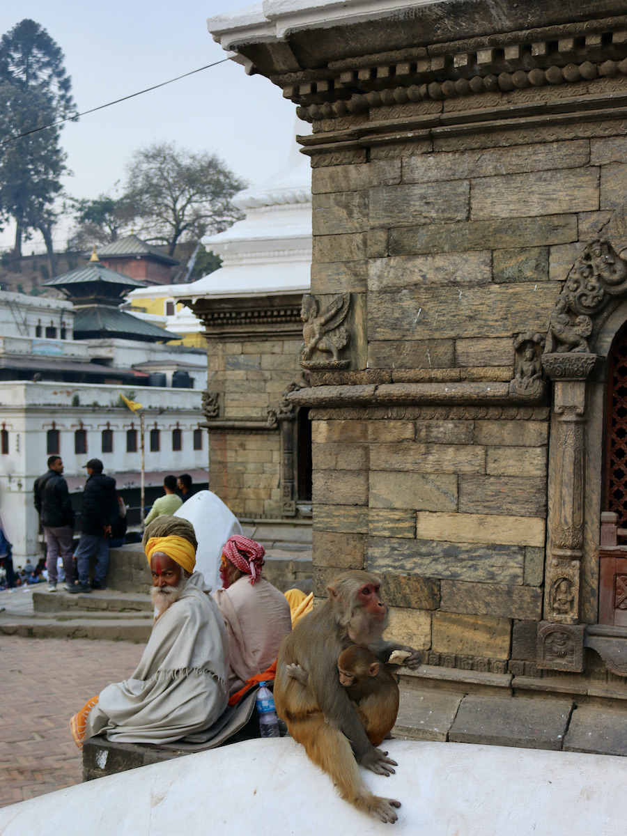 Holy men and macaques at Pashupatinath temple in Kathmandu Nepal