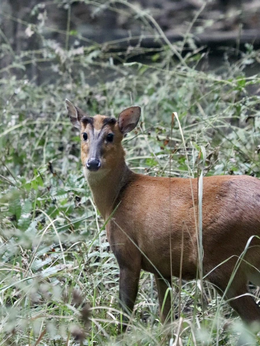 Muntjac or barking deer Nepal