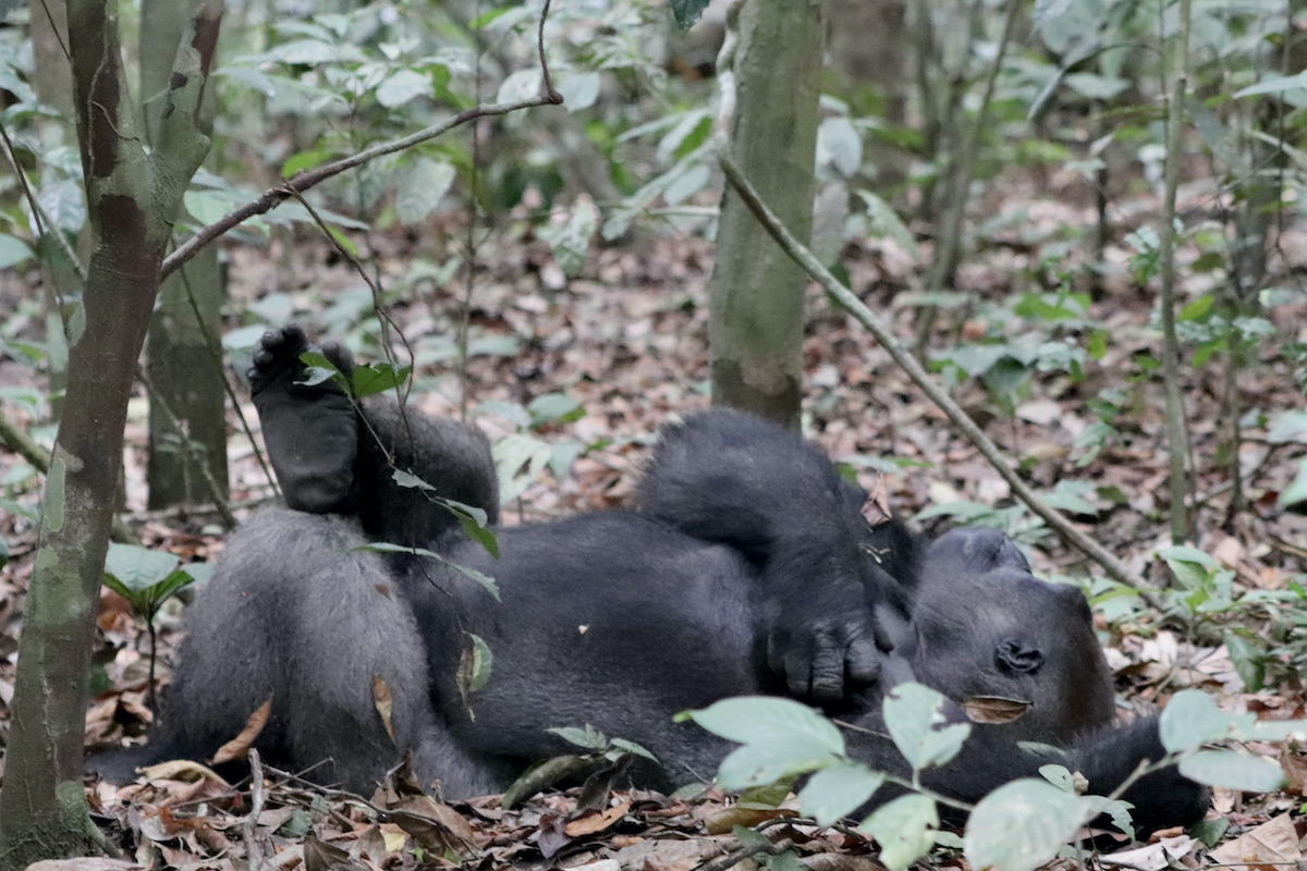 Napping silverback gorilla, Loango Gabon