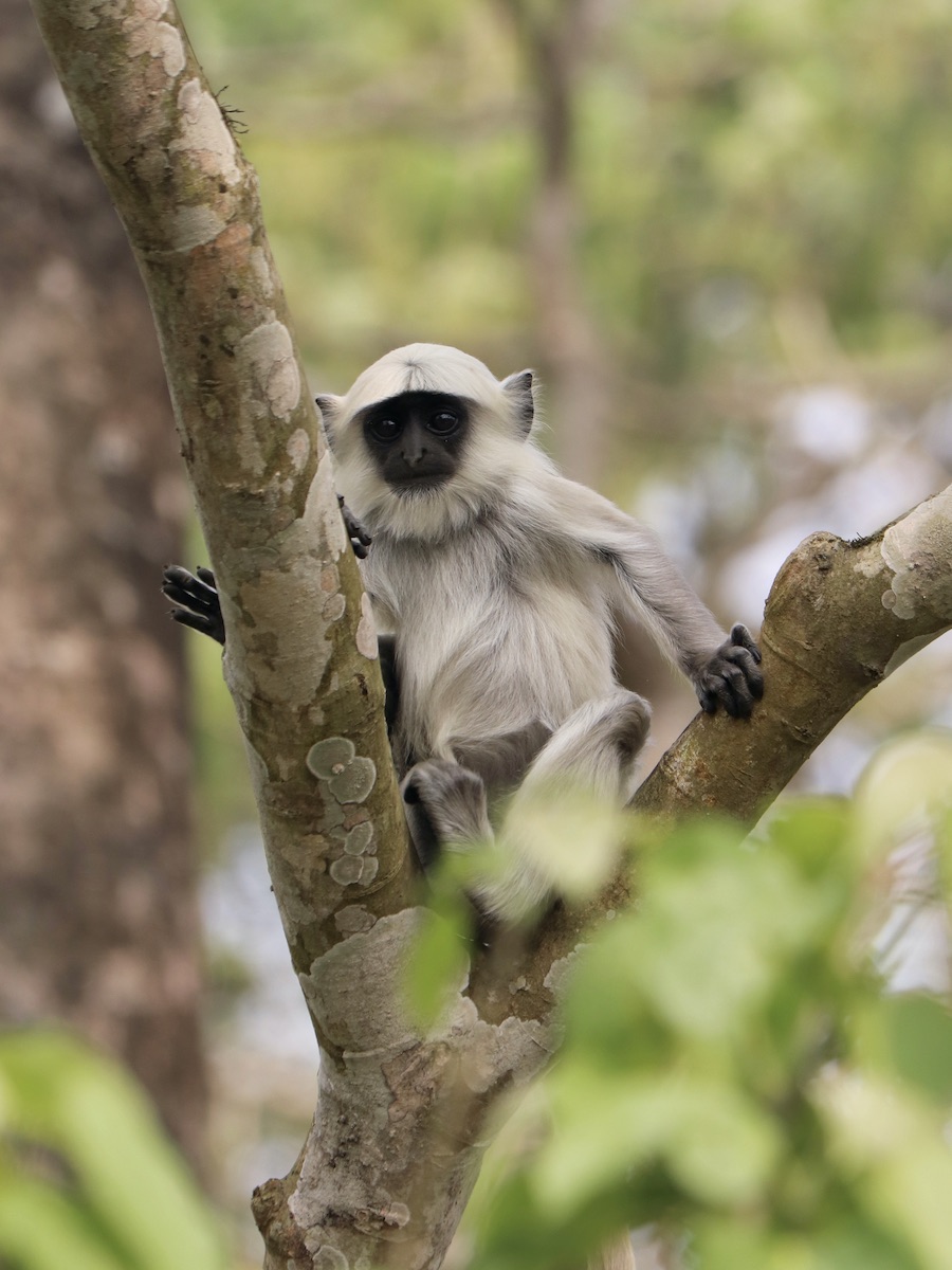 Nepal gray langur young monkey