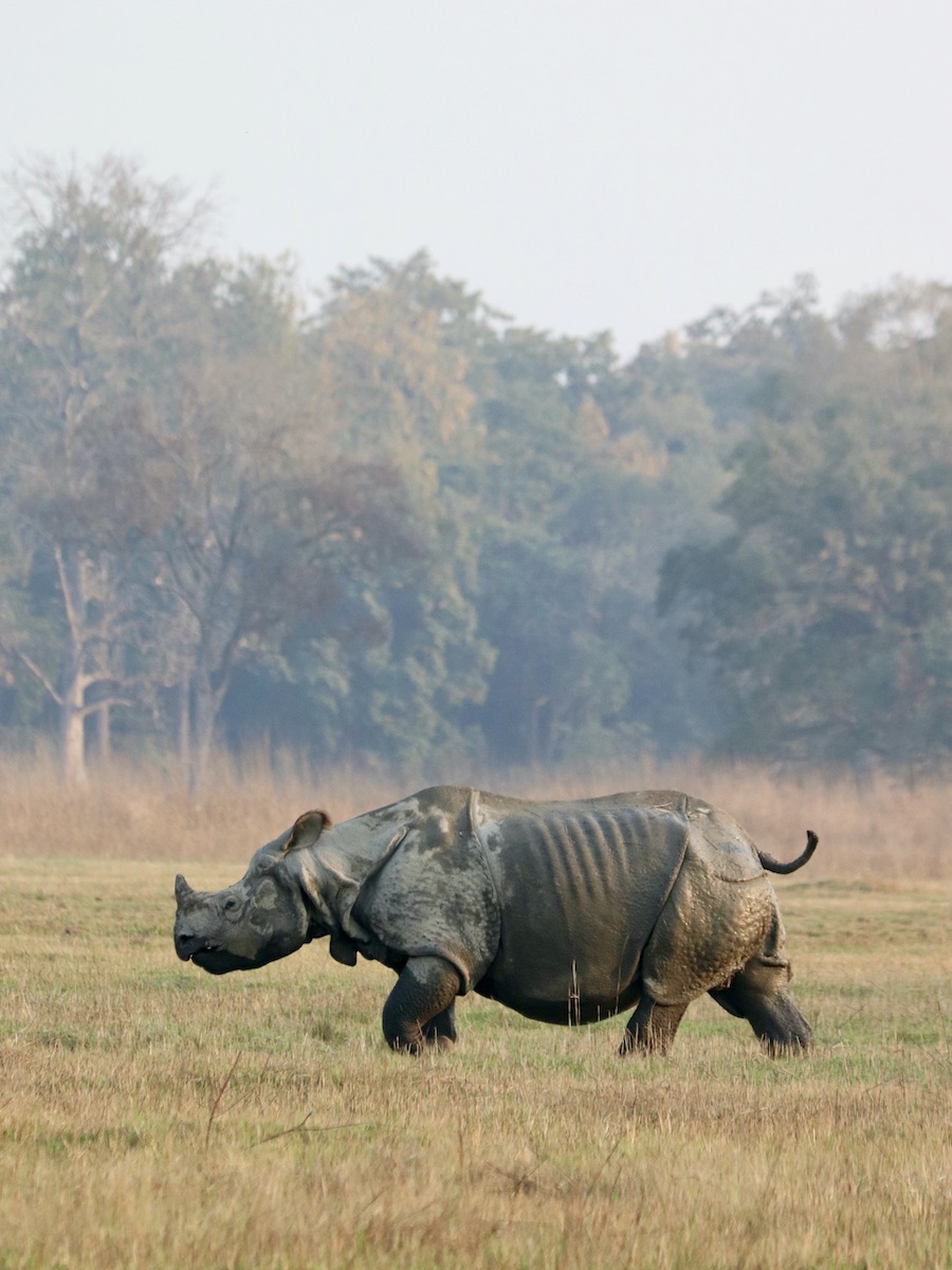 One-horned rhino walking in Bardiya National Park Nepal