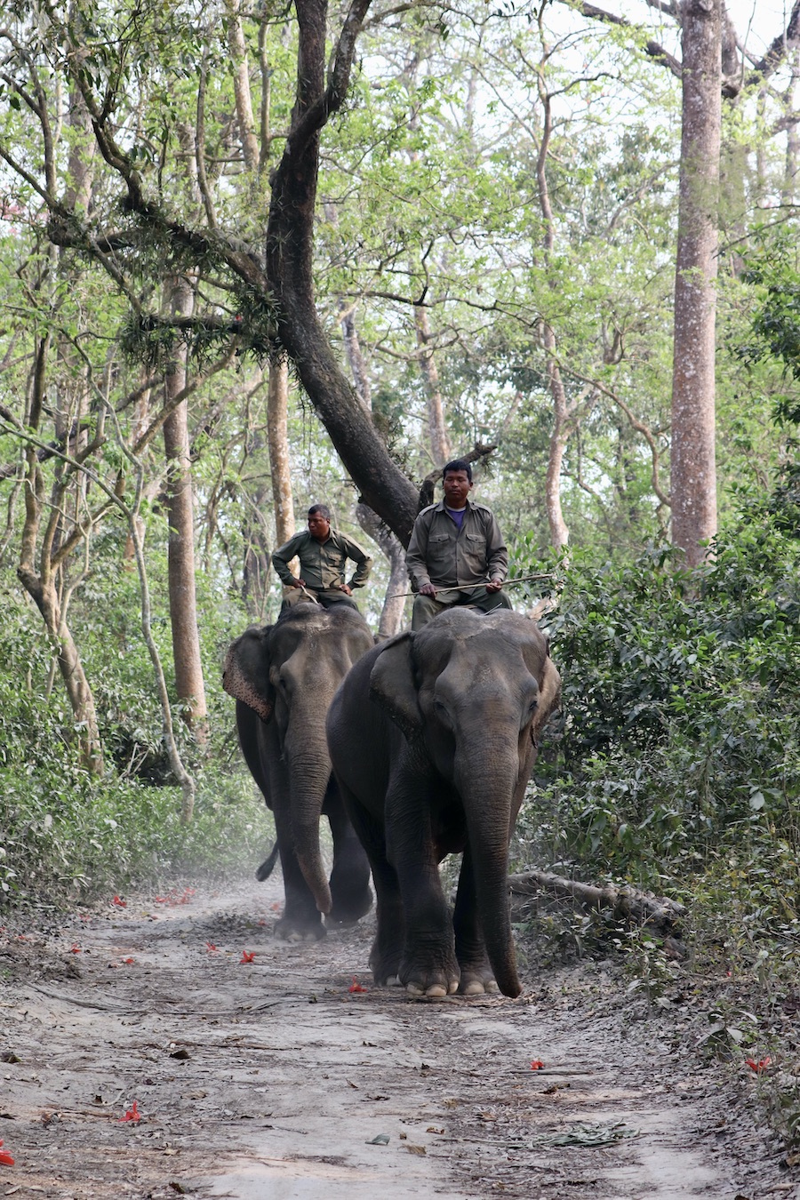 Park rangers riding elephants Chitwan Nepal