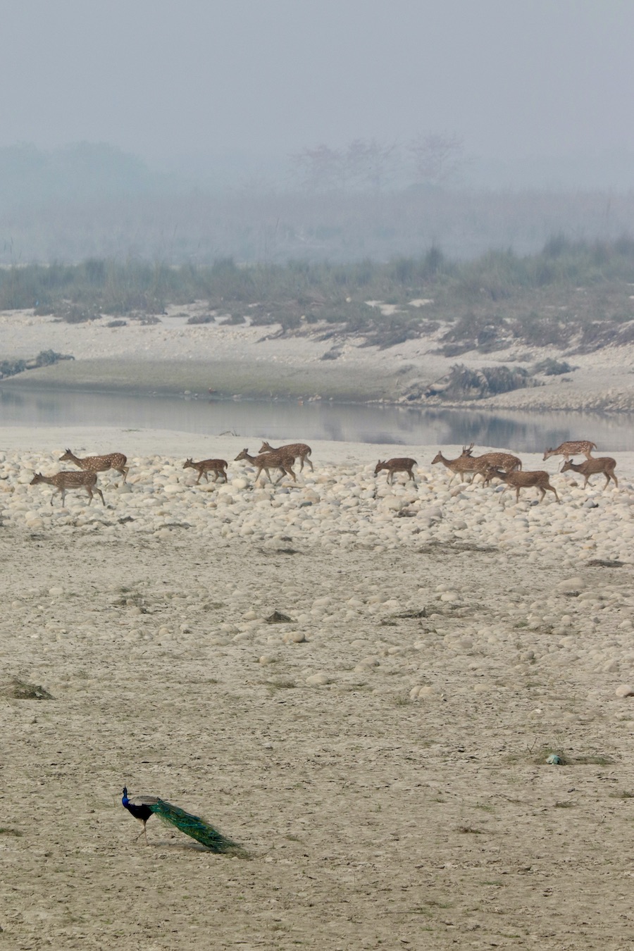 Peacock and chital or spotted deer on a sandy river beach in Chitwan National Park