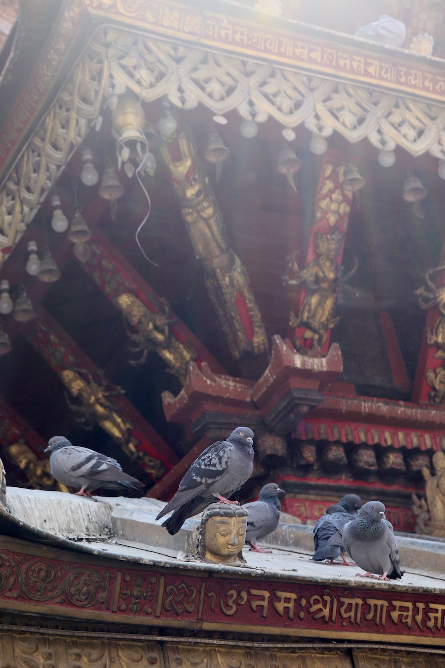Pigeon resting on a little Buddha head on the roof of a temple in Kathmandu