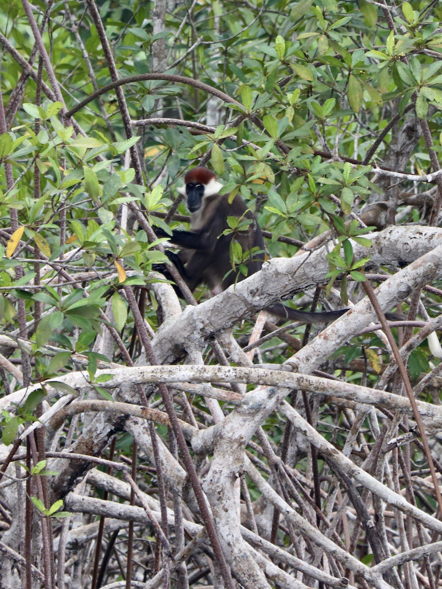 Red-capped mangabey monkey in the mangroves of Loango National Park Gabon