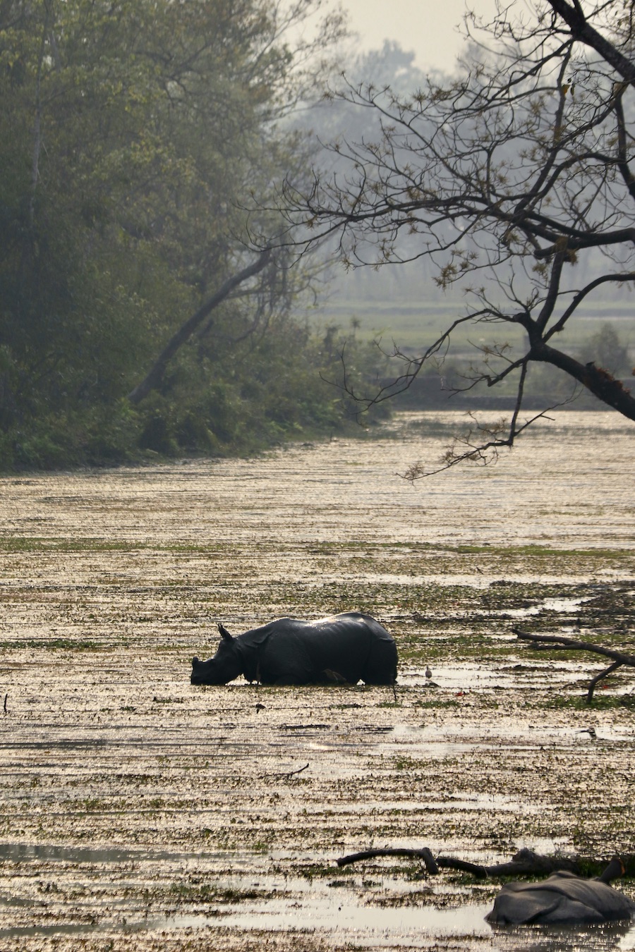 Rhino in the water in the Chitwan border zone
