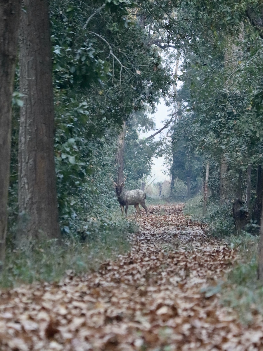 Sambar deer standing on a road at dawn Bardiya Nepal