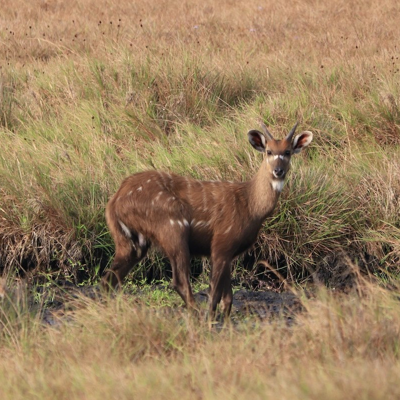 Male sitatunga deer, Loango National Park Gabon