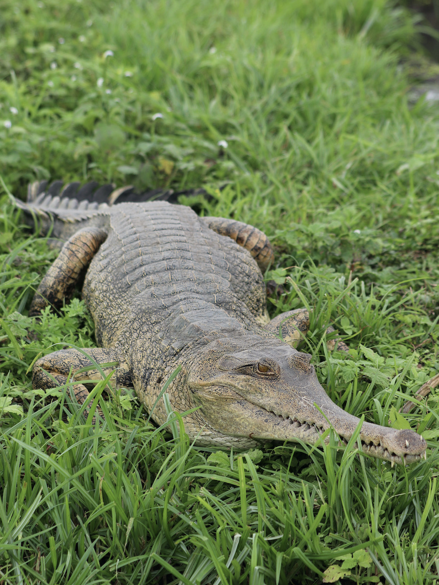 Slender-snouted crocodile, Loango National Park Gabon