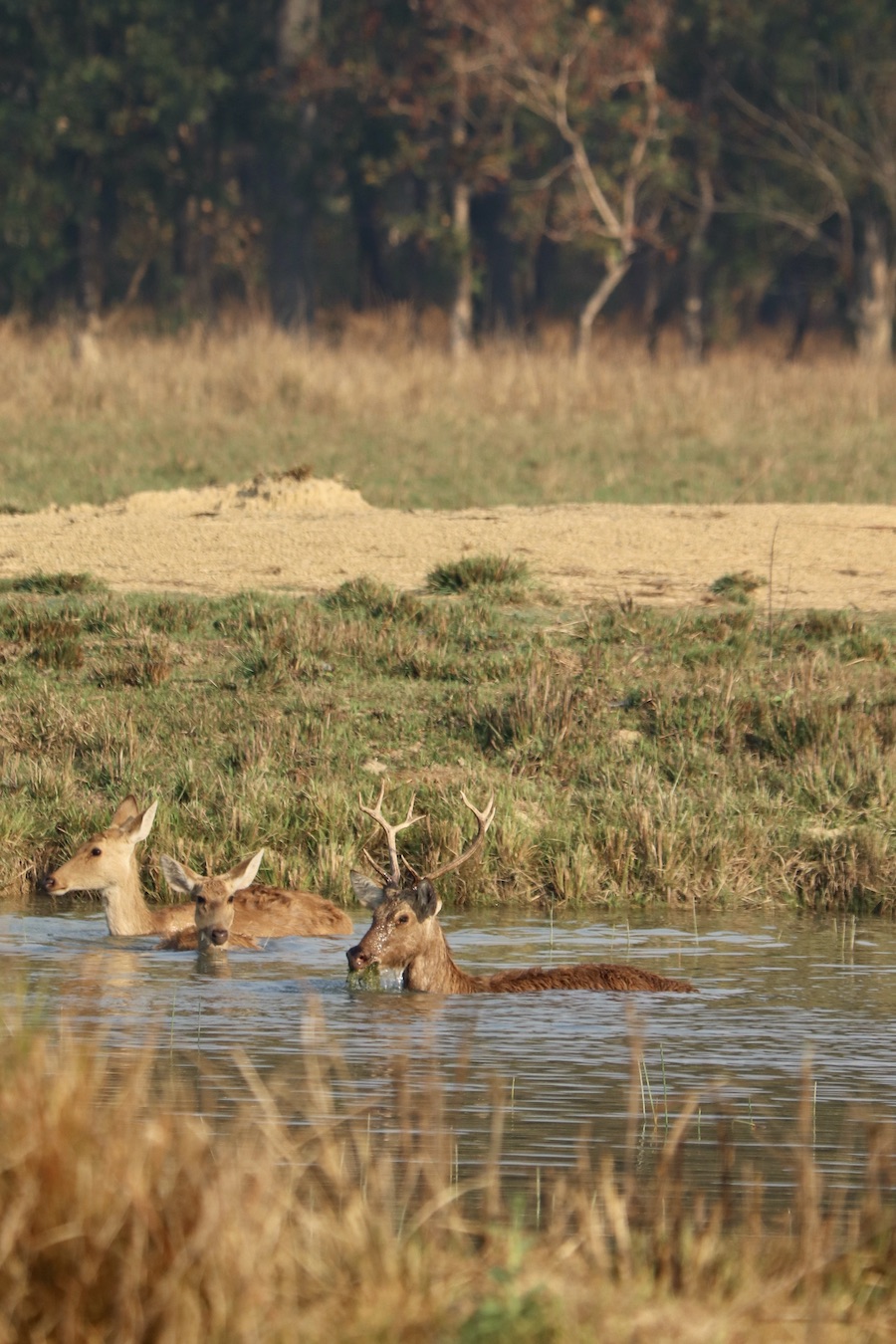 Swamp deer Bardiya Nepal