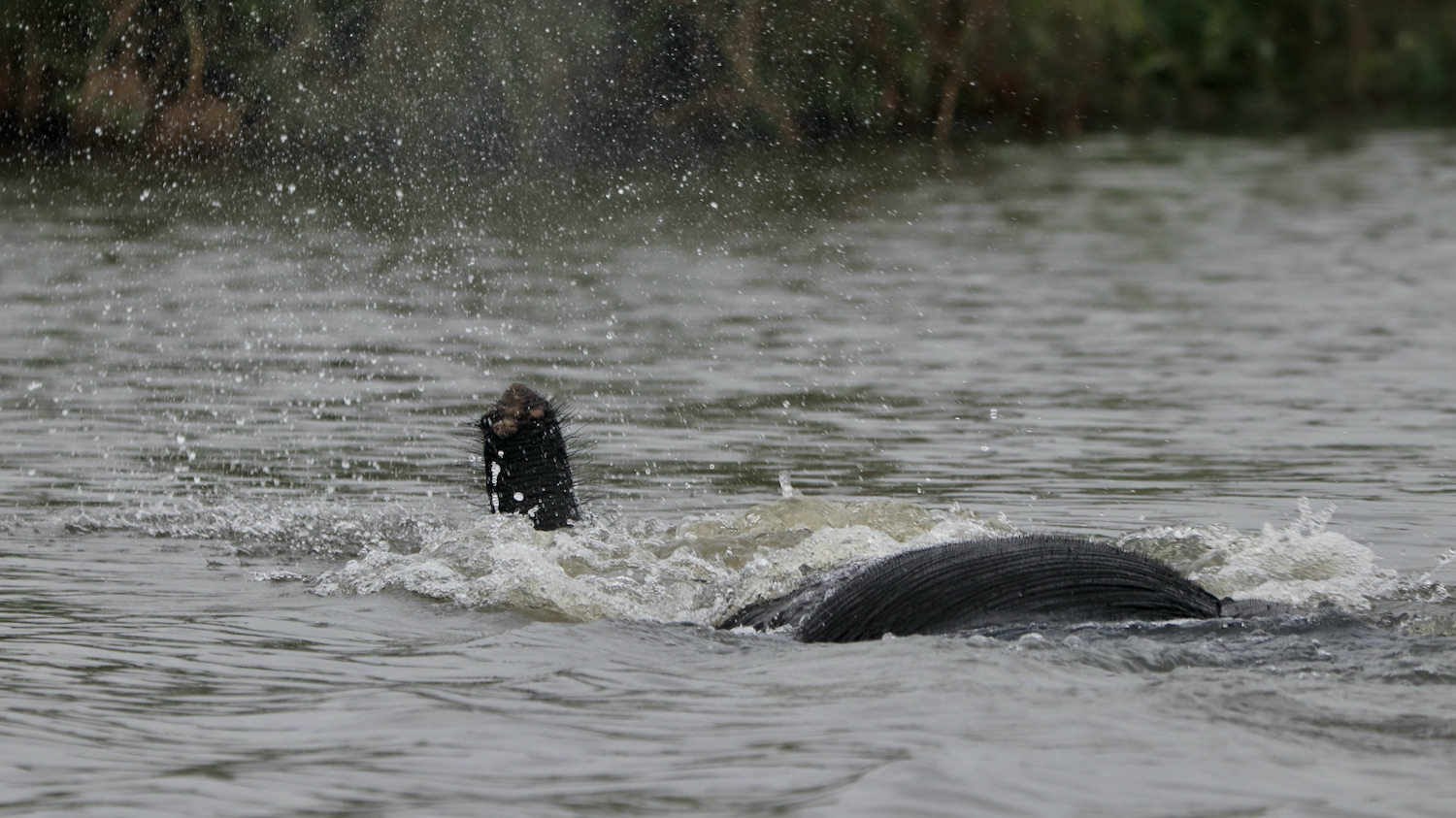 Swimming forest elephant Loango National Park Gabon