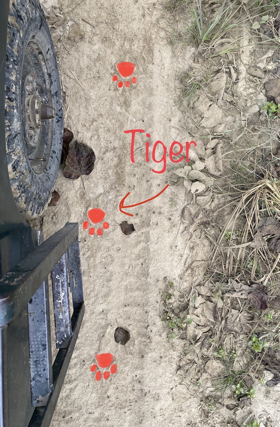 tiger tracks on the road next to a jeep