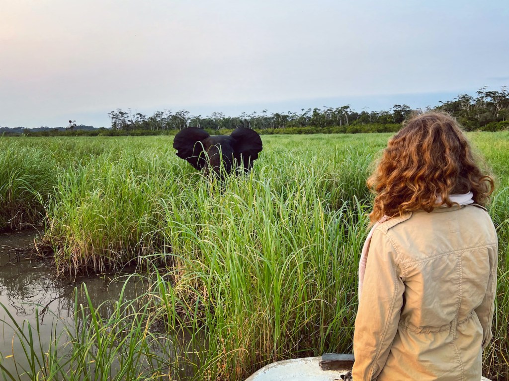 Forest elephant with Travel Wiser Gabon safari