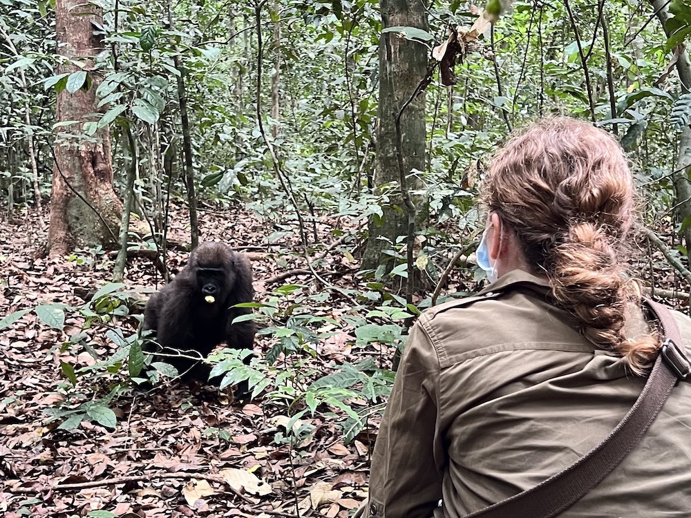 Observing gorillas in Loango National Park Gabon