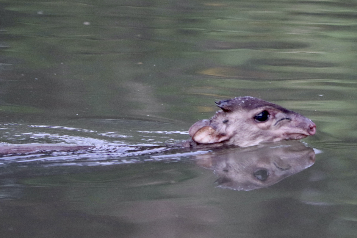 Swimming white-bellied duiker, Loango Gabon