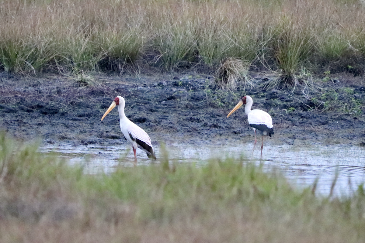 Yellow-billed storks in Loango National Park Gabon