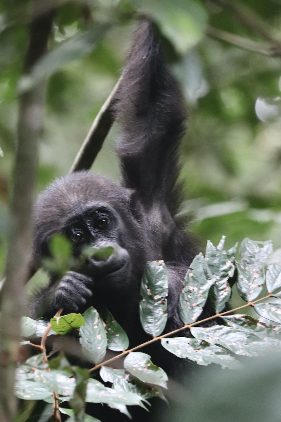 Young western lowlands gorilla, Loango Gabon